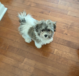 Havachon Puppies For Sale - Premier Pups