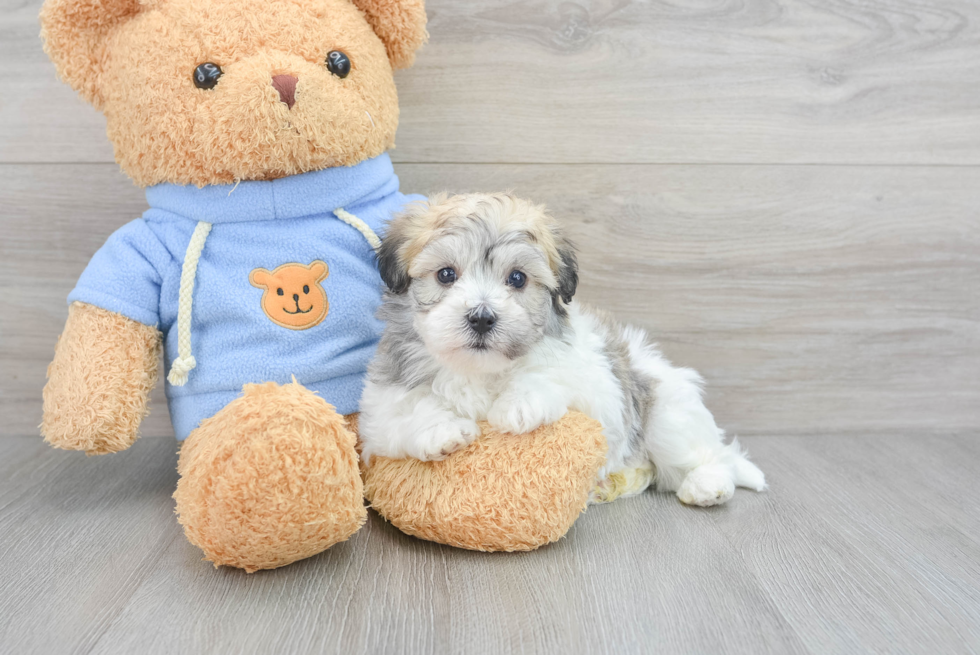 Funny Havachon Designer Pup