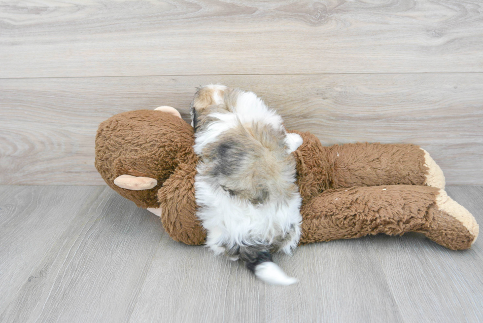 Havachon Pup Being Cute