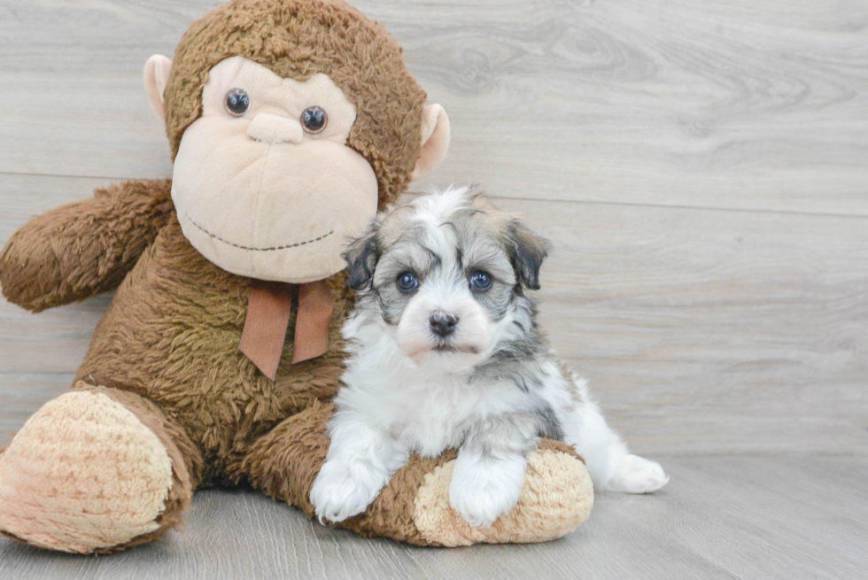 Havachon Pup Being Cute