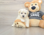 6 week old Havachon Puppy For Sale - Premier Pups