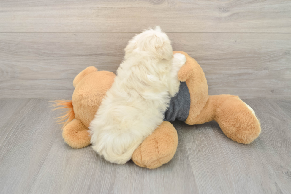 Havachon Pup Being Cute