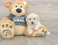 6 week old Havachon Puppy For Sale - Premier Pups