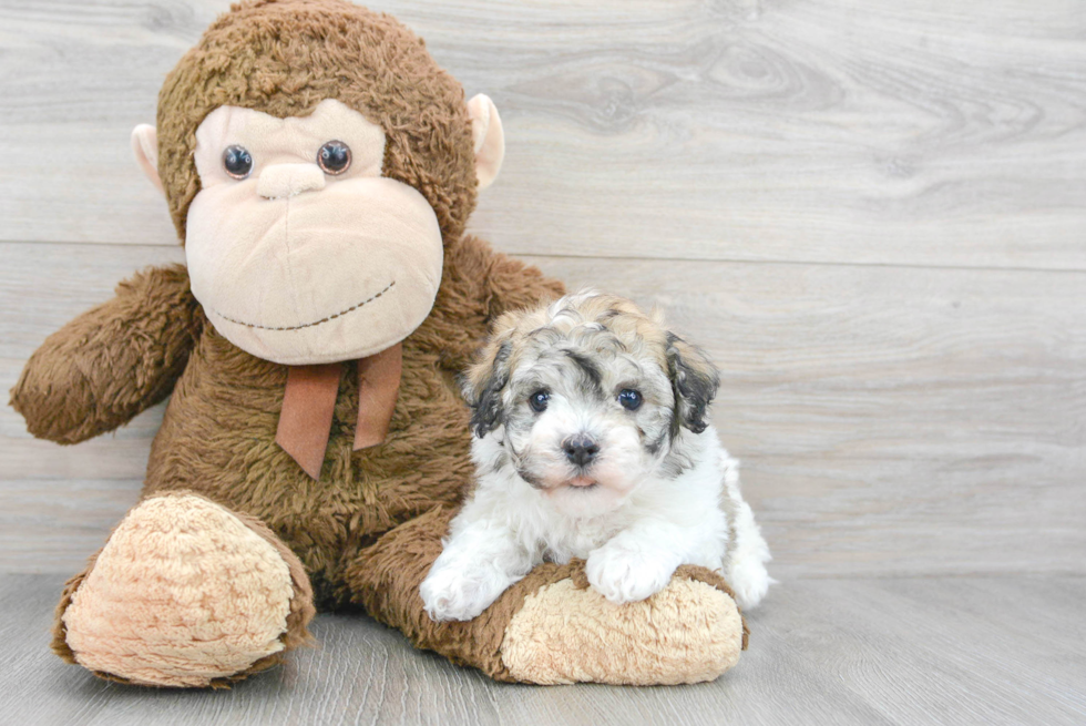 Hypoallergenic Havanese Designer Puppy