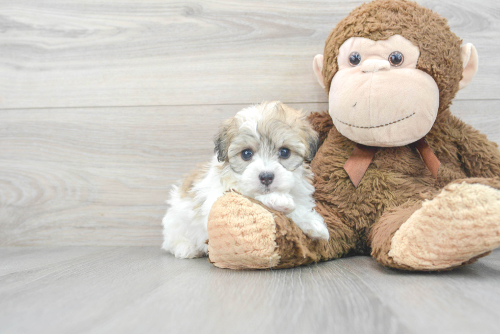 Havachon Puppy for Adoption