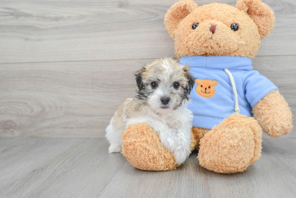 Adorable Havanese Designer Puppy