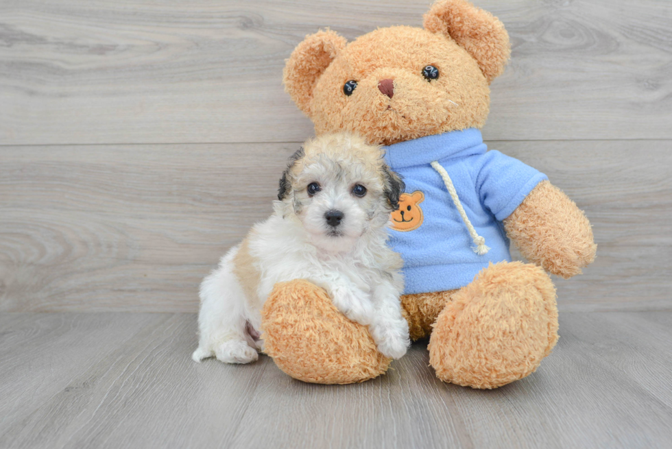 Energetic Havanese Designer Puppy