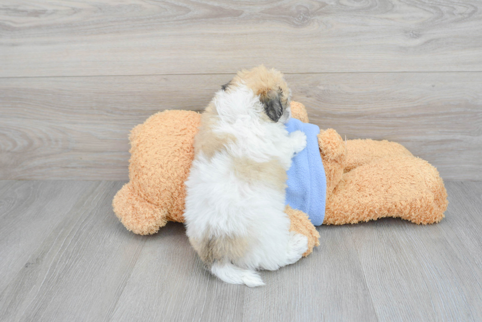 Havachon Puppy for Adoption