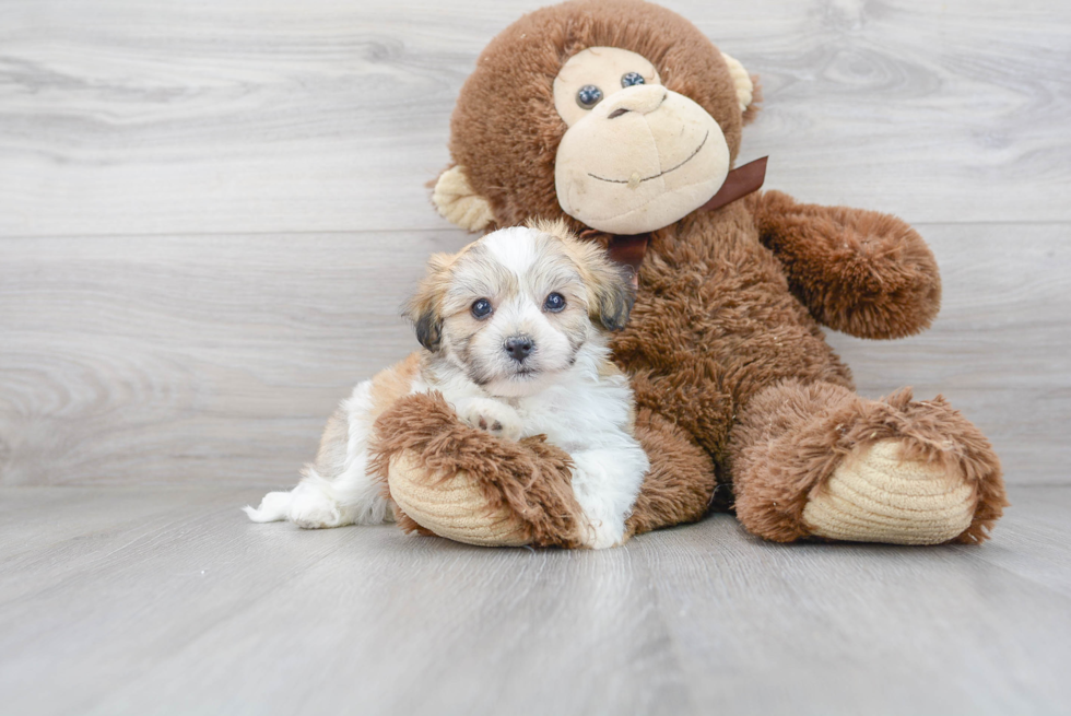 Popular Havachon Designer Pup