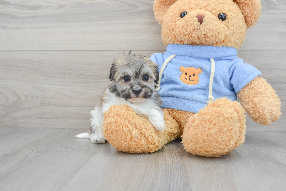 Energetic Havanese Designer Puppy