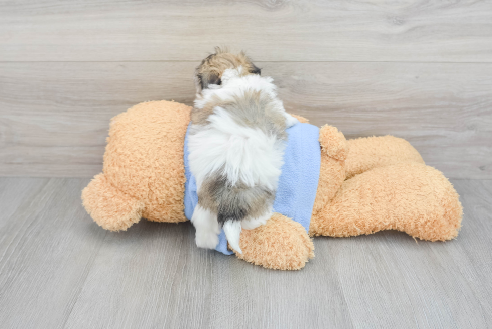 Havachon Pup Being Cute