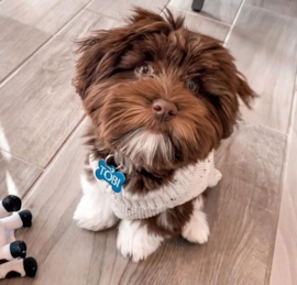 Havanese Puppies For Sale - Premier Pups