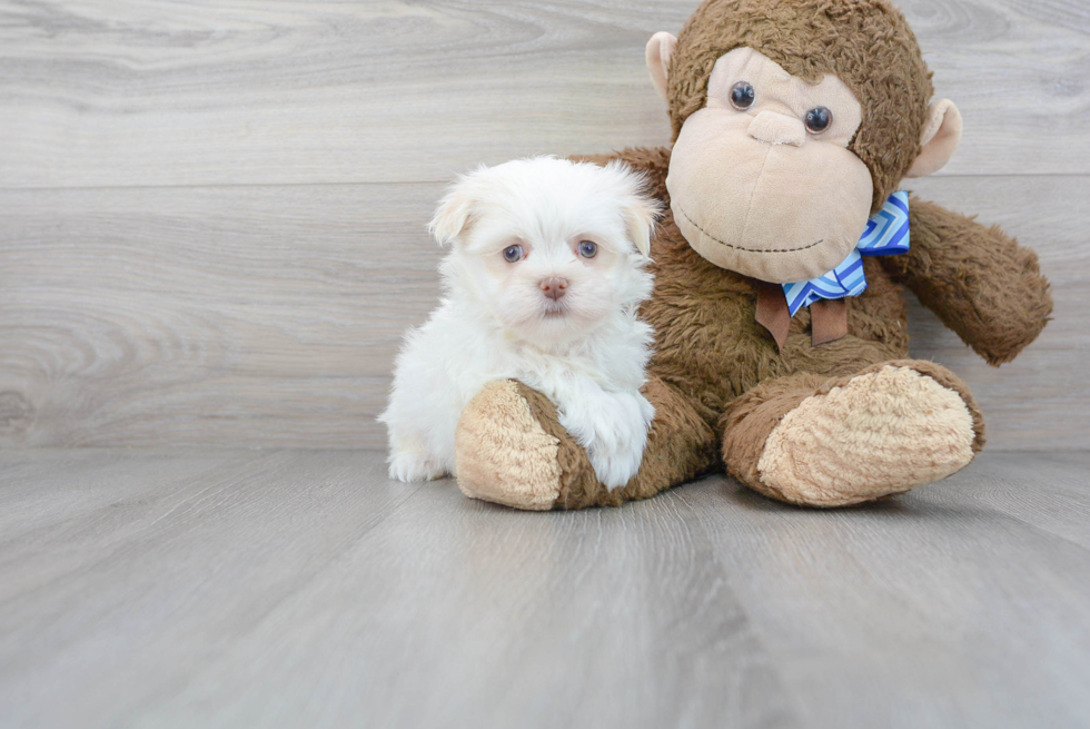 Small Havanese Purebred Pup