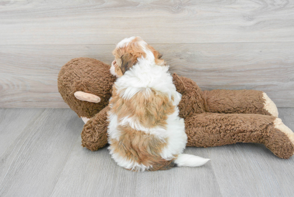 Havanese Puppy for Adoption