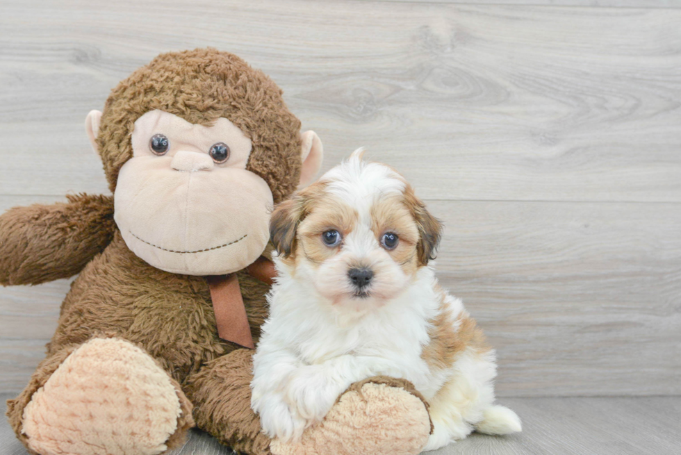 Havanese Pup Being Cute