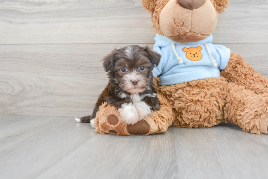 Havanese Pup Being Cute