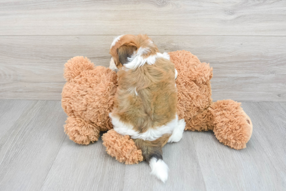 Adorable Havanese Purebred Puppy