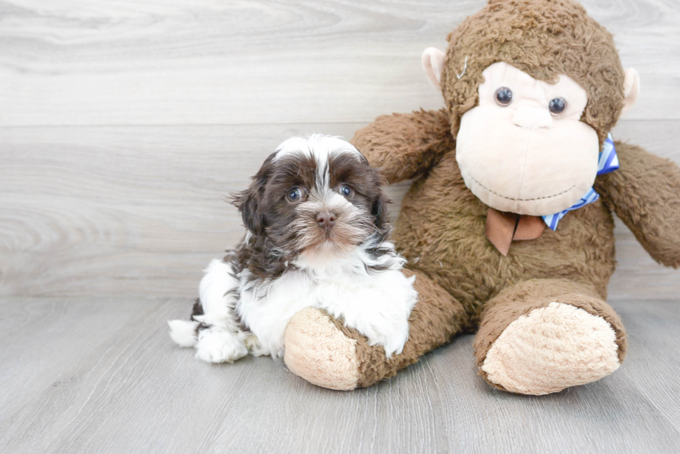 Best Havanese Baby