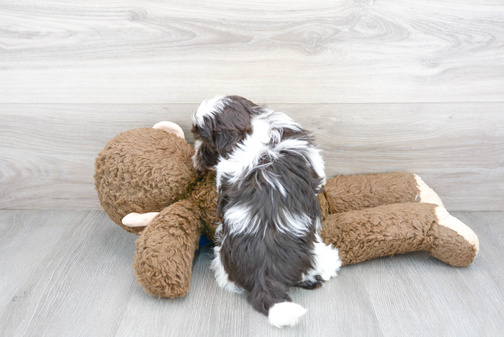 Havanese Puppy for Adoption