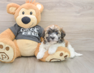 5 week old Havanese Puppy For Sale - Premier Pups