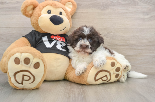 AGAVE, a Havanese littermate