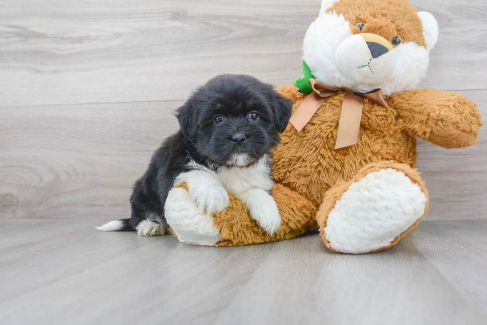 Playful Havanese Purebred Pup