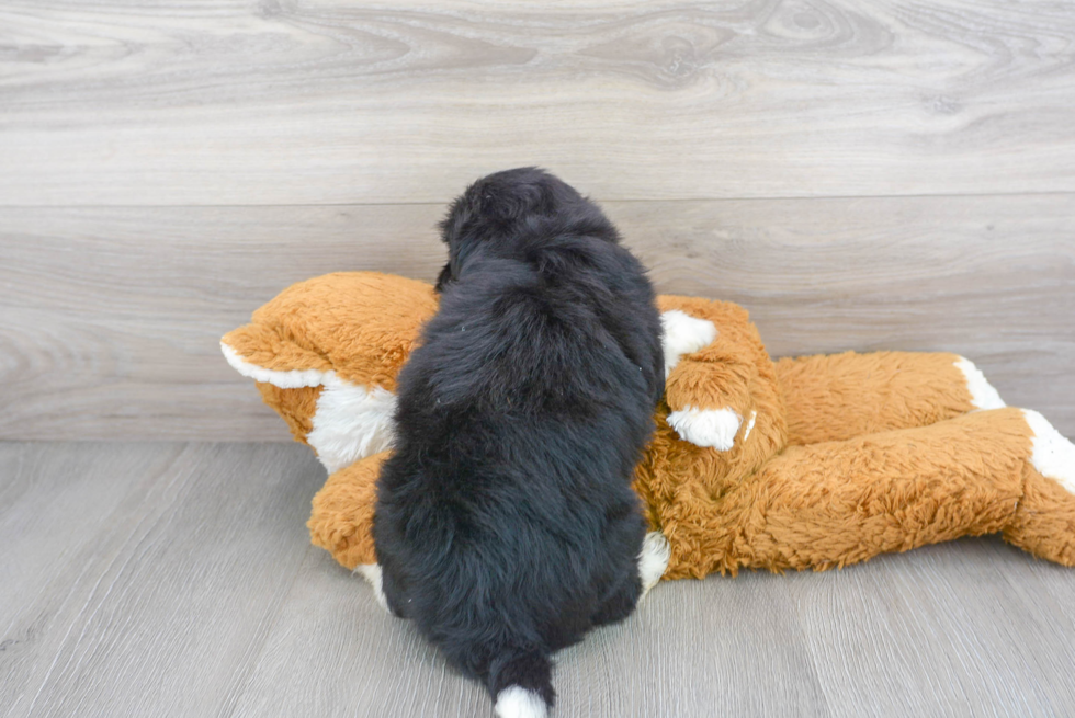 Havanese Pup Being Cute