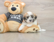5 week old Havanese Puppy For Sale - Premier Pups