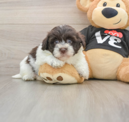 5 week old Havanese Puppy For Sale - Premier Pups