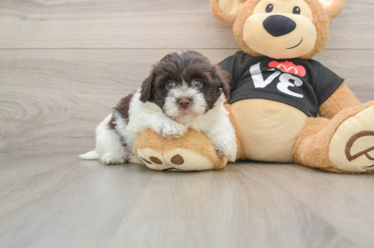 ALONA, a Havanese littermate