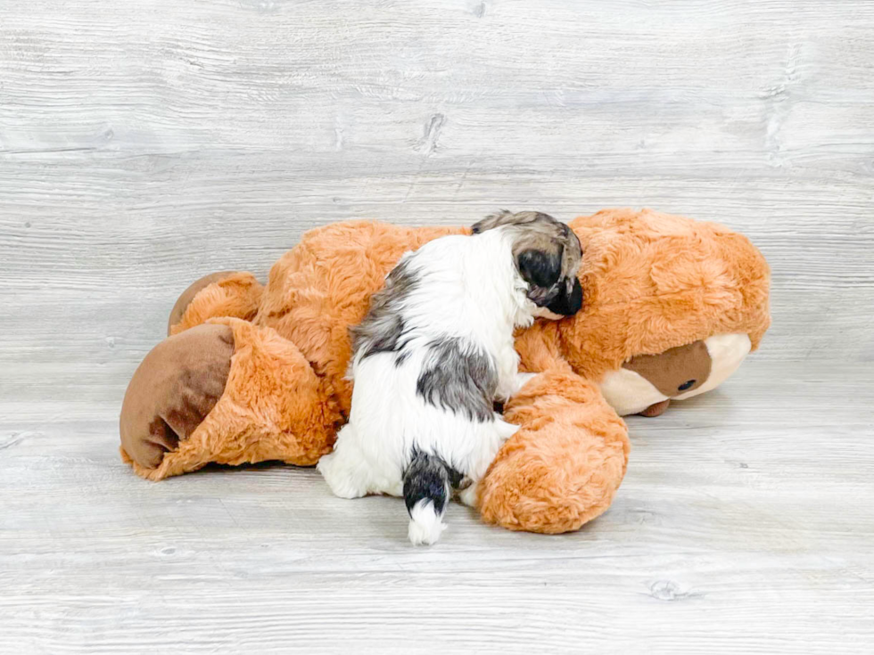 Friendly Havanese Baby