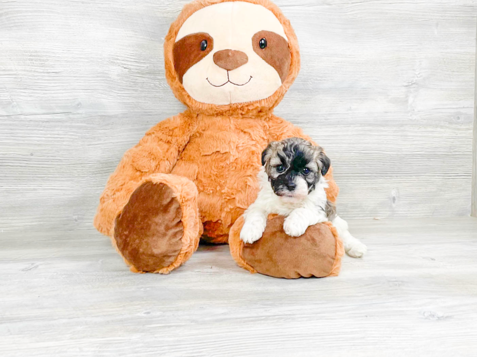 Havanese Pup Being Cute