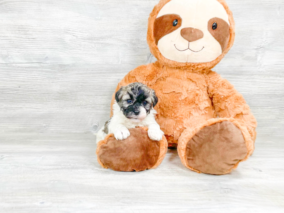 Havanese Puppy for Adoption