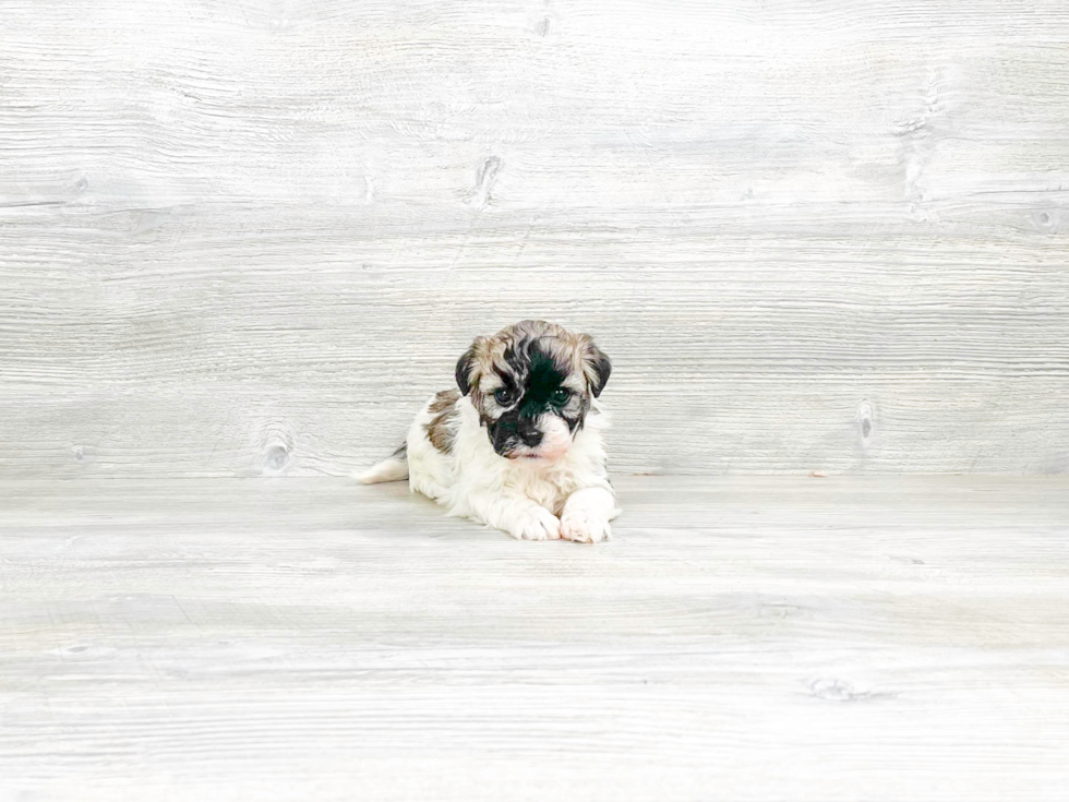 Playful Havanese Baby