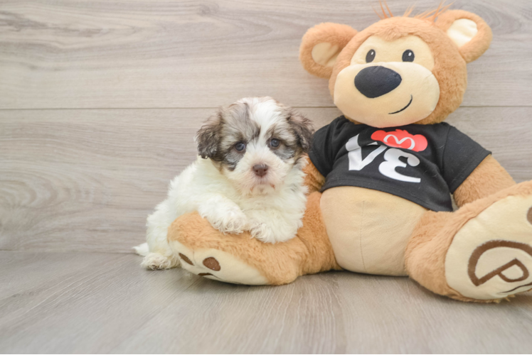 Hypoallergenic Havanese Purebred Pup