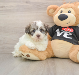 6 week old Havanese Puppy For Sale - Premier Pups