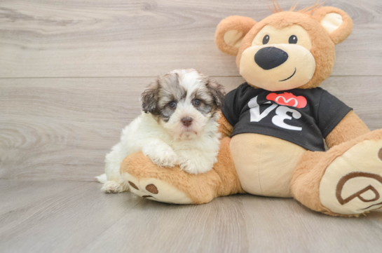AMIRA, a Havanese littermate