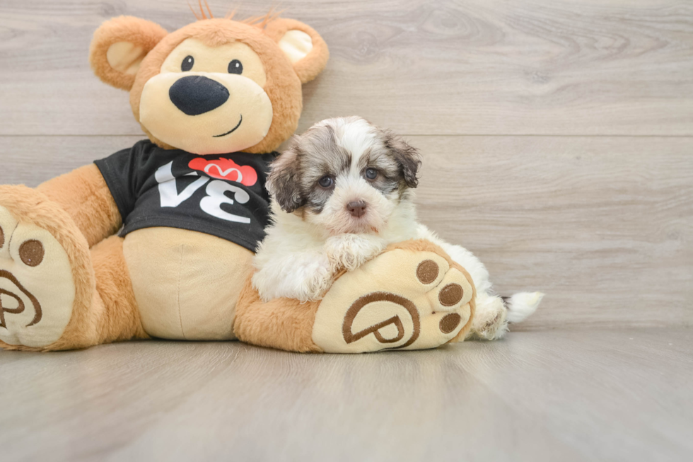 Havanese Pup Being Cute