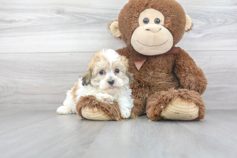 Havanese Pup Being Cute