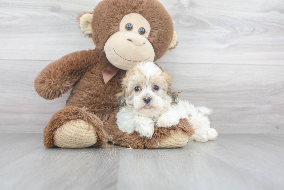 Small Havanese Purebred Pup