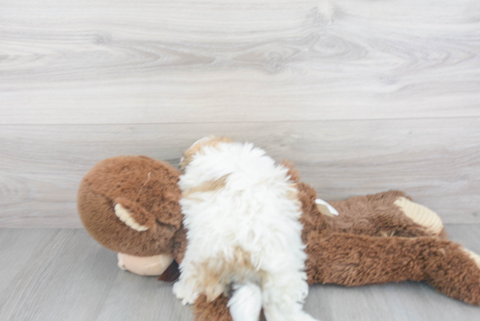 Friendly Havanese Baby