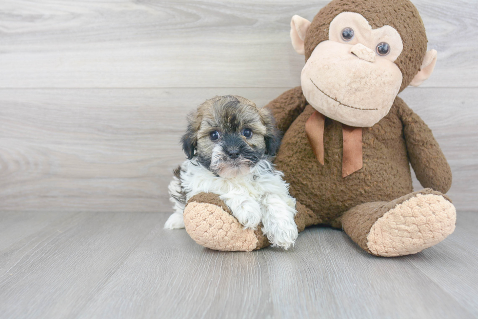 Little Havanese Purebred Pup