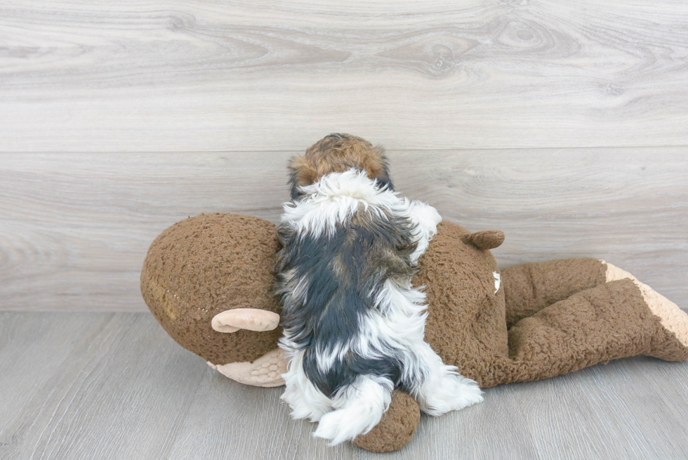 Popular Havanese Purebred Pup