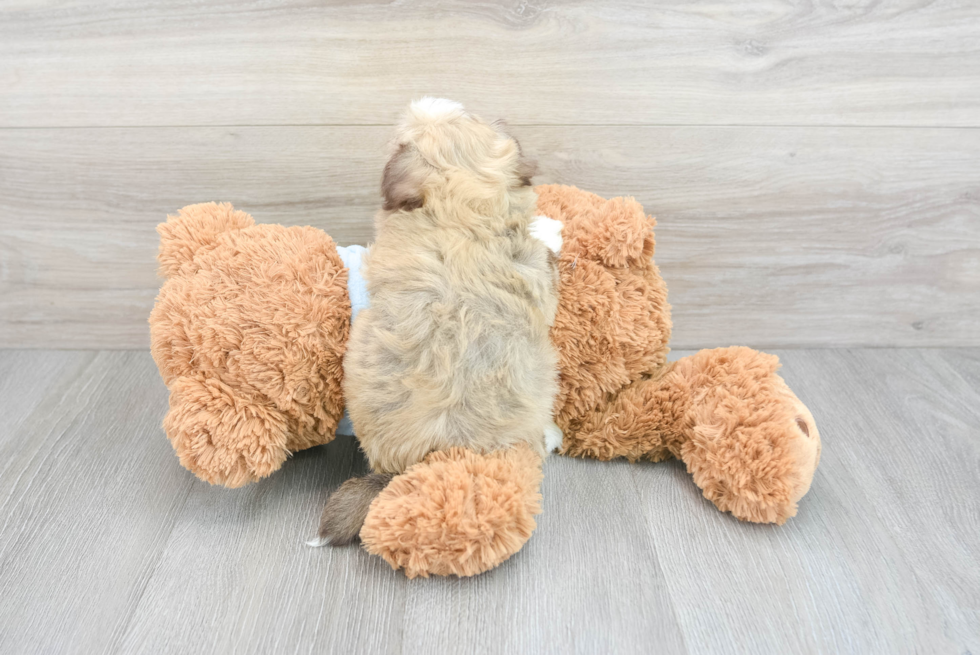 Akc Registered Havanese Baby