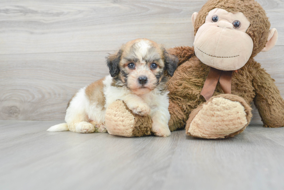 Hypoallergenic Havanese Baby