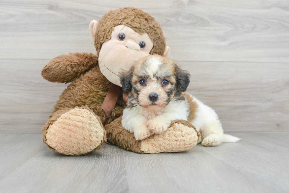 Energetic Havanese Purebred Puppy