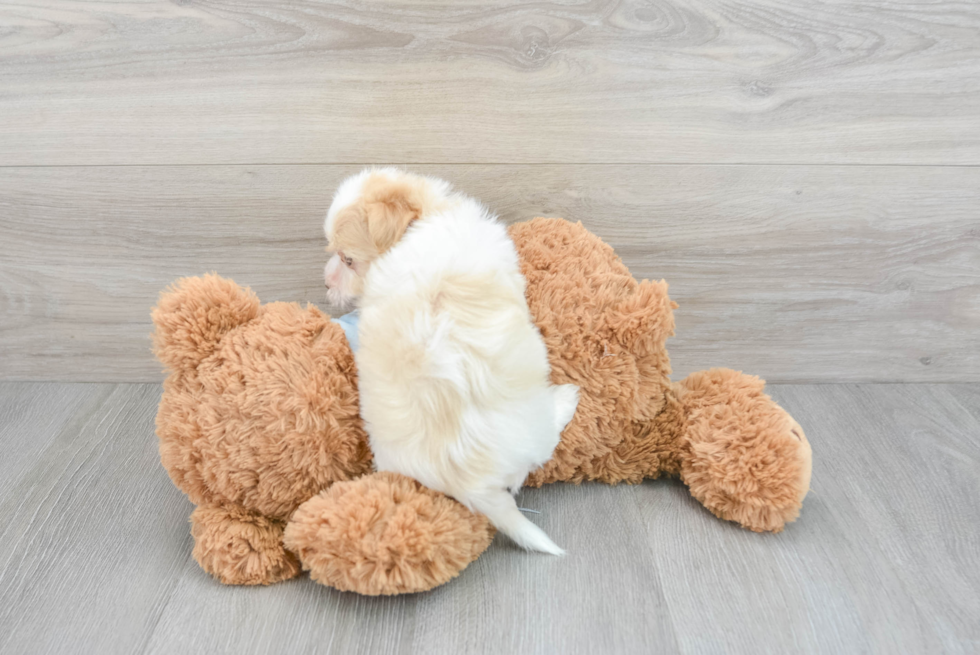 Akc Registered Havanese Purebred Pup