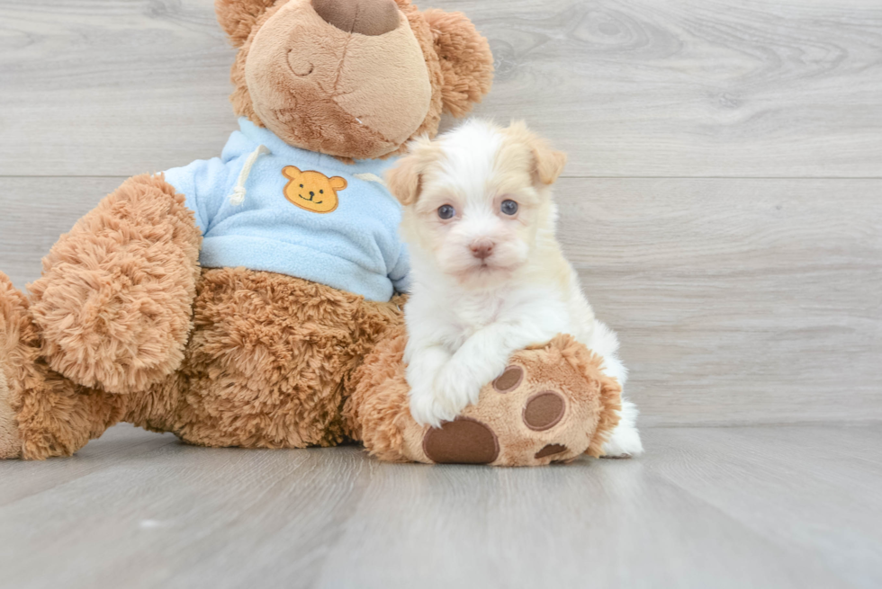 Havanese Pup Being Cute