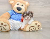 6 week old Havanese Puppy For Sale - Premier Pups