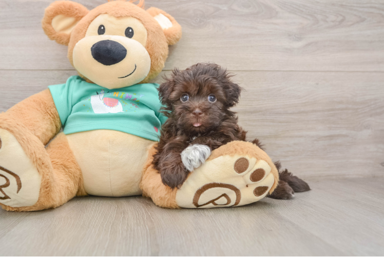 Funny Havanese Purebred Pup